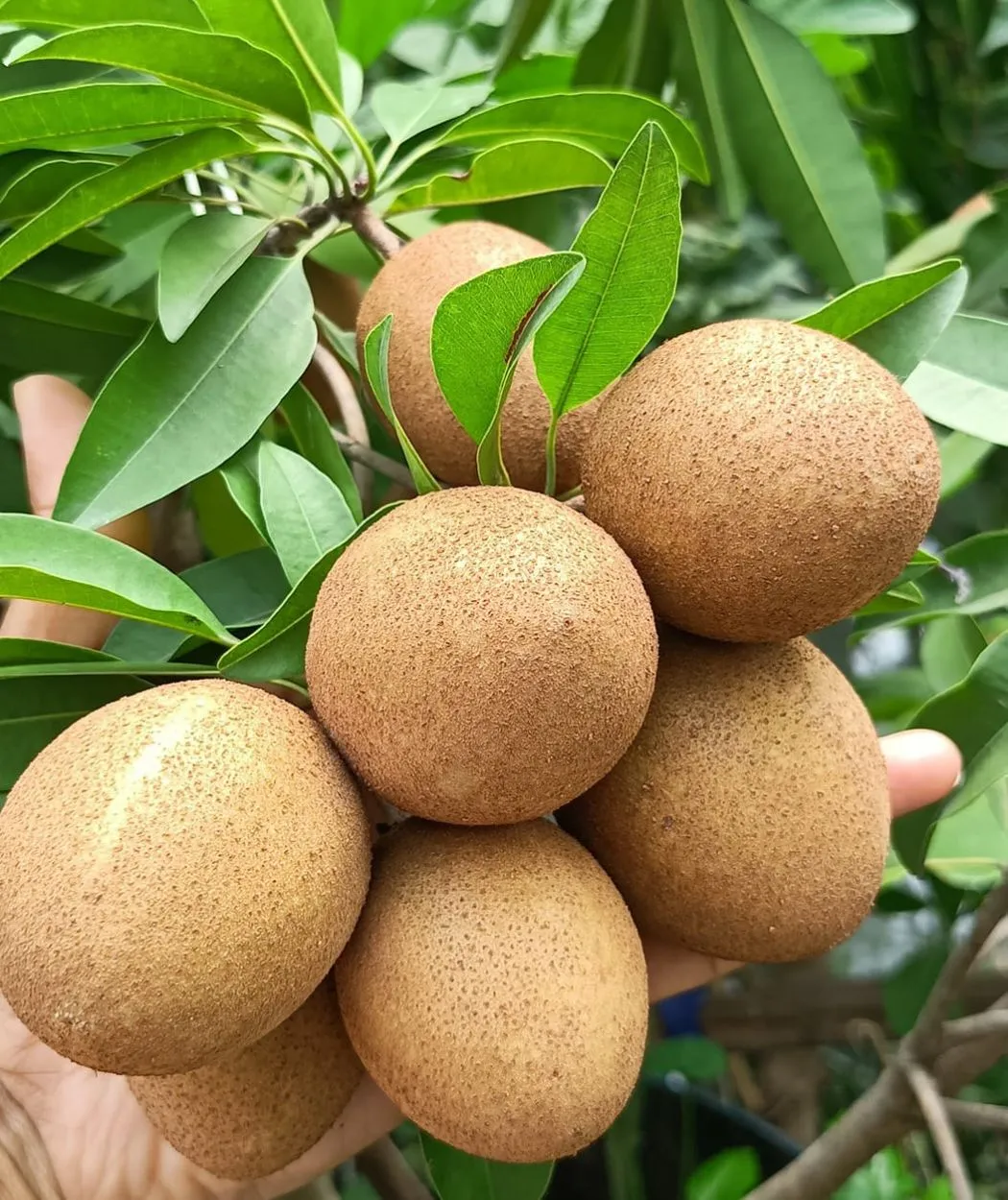 থাই বারোমাসি সফেদা ফল